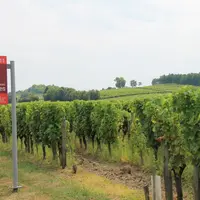 Disposer d'un site internet mis à jour permet au château  Les Gérales d'optimiser sa présence sur la route des vins. © IVBD