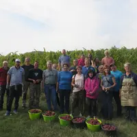 En Alsace, 22 domaines proposent l'activité de vendangeur d'un jour à des œnotouristes désireux de vivre un moment authentique et privilégié. © Office