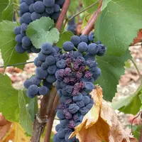 Les effets de la contrainte hydrique peuvent être moindres en utilisant des produits de stimulation des sols et des vignes. © A.- S. Walker/Inra Versa