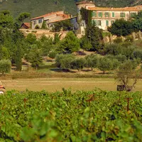 Lors des vendanges 2024, les exploitations qui ne seront pas au minimum sous certification Haute valeur environnementale de niveau 3 (HVE3) ne pourron