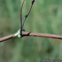 Les îlots de verdure au niveau des nœuds sont caractéristiques de la maladie. © M. Scortichini