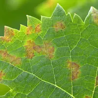 Le mildiou de la vigne est l'un des deux pathogènes étudié dans le cadre du projet BCMicrobiome financé par le consortium public/privé Biocontrôle ini