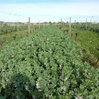 © AgroBio Périgord