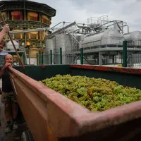 Si les projections de la coopérative se révèlent justes, 40 % des muscats pourraient venir abonder la marque en création.  © Y. Kerveno