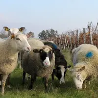 Le projet Brebis-Link se déroule sur une parcelle du lycée agricole de La Brie à Monbazillac. © Chambre d'agriculture de la ...