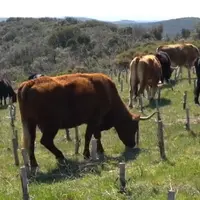 Domaine Léon Barral dans l'Hérault. 35 ha en biodynamie. © DR
