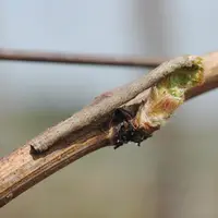 La boarmie et une chenille arpenteuse qui se confond avec le bois ou les vrilles. © IFV Alsace