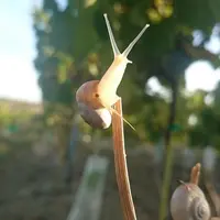 Theba Pisana est un escargot avec une coquille blanc-crème ornementée de bandes brunes discontinues. © De Sangosse