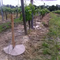 Les collerettes en fibres végétales sont à positionner à la plantation et permettent de maîtriser les adventices. © Sotextho