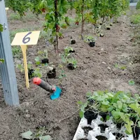 Dans un essai en sol frais et acide, en présence de pluies abondantes au printemps et d'un été doux, les fraises sauvages sont passées en 4 mois de 30