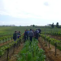 Les viticulteurs membres du réseau Agr'eau se réunissent deux à trois fois par an pour échanger sur les pratiques et étudier une thématique particuliè