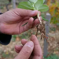 Les plantes cultivées, comme la féverole, sont au cœur de la stratégie de la viticulture de conservation. Elles étouffent les adventices, structurent