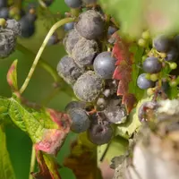 Le botrytis est difficile à combattre sereinement lorsque l'on utilise des produits de biocontrôle.  © P. Cronenberger