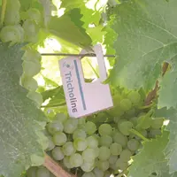 Tricholine Vitis, une solution de biocontrôle pour lutter contre les tordeuses de la vigne. Des micro-insectes pondent leurs œufs dans ceux des tordeu