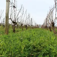 Temporaire ou permanent, l'enherbement est recommandé en hiver. Il peut être détruit au printemps ou à l'été si la parcelle est peu vigoureuse. © X. D