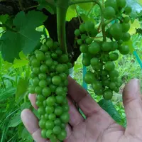 En deux récoltes, il est possible de produire des raisins de grande qualité à partir de plants surgreffés © J.-B. Dequesne