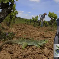 Une cuvée signée Timon Lepidus a été créée pour soutenir la préservation du lézard ocellé. © Les Maîtres Vignerons de ...
