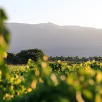 Les vignes de l'AOC ventoux pourraient monter de plus en plus haut sur les flancs de la montagne à la faveur du réchauffement climatique. © T. O'Brian
