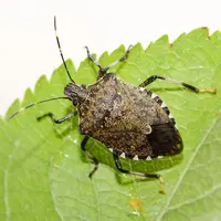 Halyomorpha halys mesure entre 12 et 17 mm de long. Elle est reconnaissable à son dos brun-gris et des motifs clairs sur les bords de ses ailes. © J.-