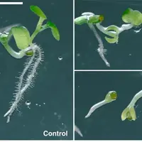 L'antimétabolite 7dSH, produit par une cyanobactérie, inhibe tout comme le glyphosate la voie de synthèse du shikimate. Et ainsi la croissance de ces