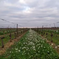 L'enquête sur les stratégies d'enherbement menée dans la région viticole du Languedoc-Roussillon en 2016 révèle que seule une minorité de viticulteurs