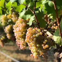 Les baies du sauvignac sont irrégulières, sphériques avec une peau épaisse vert jaune devenant parfois rose à maturité, voire ambrée et tachetée de ro