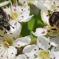 L'objectif de Spipoll n'est pas d'inventorier les insectes mais bien de comprendre leur rôle dans la pollinisation. Pour cela, il est demandé à chaque