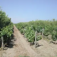 La collection ampélographique du Centre de ressources biologiques de la vigne (CRB-Vigne) de Vassal-Montpellier à Marseillan-plage (Hérault) est un ré