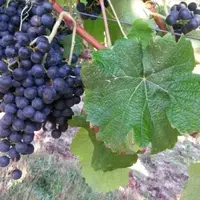 Redécouvert dans le vignoble pyrénéen, le cépage manseng noir permet de produire des vins moins alcoolisés.  © Plaimont
