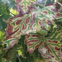 Le projet Santé de la vigne issu de la collaboration Inrae-UC Davis va principalement porter sur l'étude des interactions entre la sécheresse et l'esc