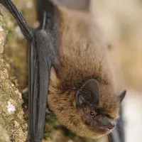 La pipistrelle commune a une envergure de 180 à 240 mm pour un poids de 3 à 8 g. © L. Jouve