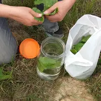 Les teintures-mères utilisées pour l'isothérapie ont été réalisées à partir d'organes de vignes atteints par le mildiou. © CAB