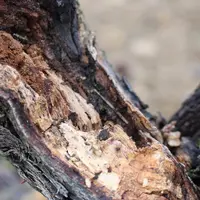 Au-delà de 10 % d'amadou dans le cep, la vigne exprime des symptômes d'esca. Les ceps atteints changent de microbiote, et le champignon Fomitiporia me