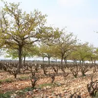 Les méthodes agroécologiques seront au cœur de la mise en place des itinéraires de culture de la vigne sans produits de synthèse, ni cuivre, ni soufre