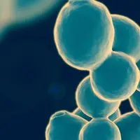La synthèse biologique de levures de fermentation en laboratoire a principalement pour but de faire avancer les connaissances sur le génome du micro-o
