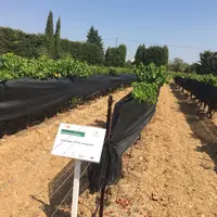 L'utilisation de filets d'ombrage pourrait être un levier à moyen terme pour s'adapter à la hausse des températures et le changement du profil des vin