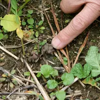 Les turricules témoignent de la présence de vers de terre, et donc d'une partie de l'activité biologique. © C. Gloria