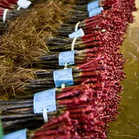 Si malgré le contexte de la crise sanitaire, les livraisons de plants ont pu s'effectuer, le volume exporté par les pépiniéristes français a diminué e