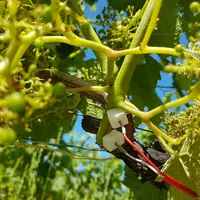 Les électrodes qui permettent de capter les signaux électriques de la vignes sont plantées dans un rameau. © Vegetal Signals