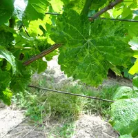 Maladie du pinot gris sur pinot dans l’Aube en 2017. © IFV
