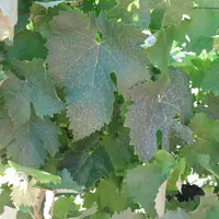 Dans le cadre de l'événement Le Mois de la Bio,en novembre dernier, Agrobio Gironde a présenté les résultats d'une analyse menée sur les pratiques des