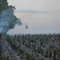 Le vignoble de Montlouis-sur-Loire expérimente la lutte en collectif contre le gel par hélicoptère depuis 2017. Les interventions ont été couplées ave