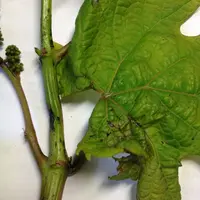 Symptômes de l'excoriose sur tiges herbacées. © IFV Occitanie