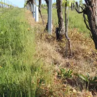 À l'avenir, le désherbage à l'aide de glyphosate ne pourra intervenir qu'une fois par an et ce sur 20 % de la surface. © X. Delbecque