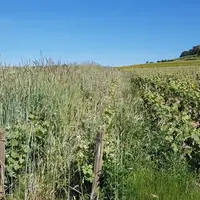 Au printemps, les couverts végétaux atteignent parfois deux mètres, rendant impossible les opérations d'ébourgeonnage ou d'épamprage avant leur destru