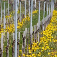 © Domaine Gild
