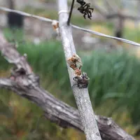 Un enherbement trop haut ou un travail du sol trop récent peut aggraver les effets du gel de printemps. © J.- C. Gutner