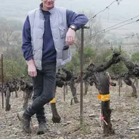 Arnaud Poitrine a commencé le travail de repérage des ceps indemnes de virose en faisant faire des analyses par un pépiniériste. © X. Delbecque
