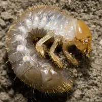La larve de hanneton japonais possède une rangée d’épines sur la face ventrale du dernier segment abdominal. © D. Cappaert/MSU