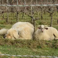Le projet Brebis_Link initié par la chambre d'agriculture de Dordogne établit un mode d'emploi pour la réussite du pâturage des brebis dans les vignes